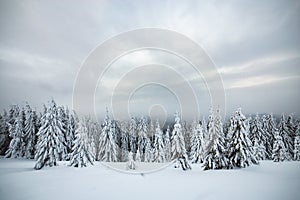 Moody winter landscape with tall spruce forest cowered with white snow in frozen mountains