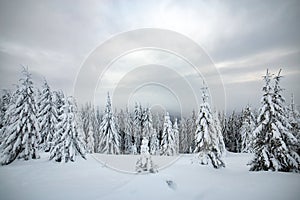 Moody winter landscape with tall spruce forest cowered with white snow in frozen mountains