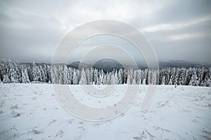 Moody winter landscape with tall spruce forest cowered with white snow in frozen mountains