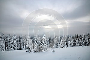 Moody winter landscape with tall spruce forest cowered with white snow in frozen mountains