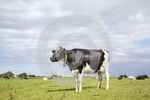 Mooing black and white cow. Shiny black pied friesian holstein cow, in the Netherlands, standing on grass in a meadow, at the