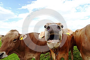 A mooing cow. Funny cow photo with open mouth