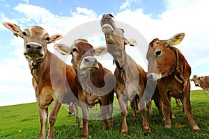 A mooing cow. Funny cow photo with open mouth