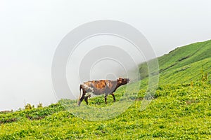 Mooing cow on the slopes of alpine meadows in the mountains among the clouds