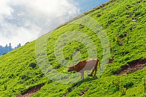 Mooing cow on the slopes of alpine meadows in the mountains among the clouds