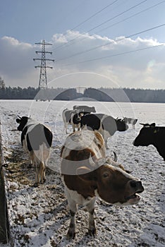 Mooing cow in the snow