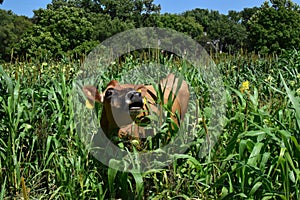 Mooing Jersey Cow in green field