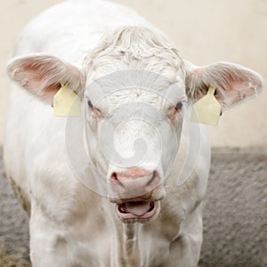 Mooing white cow ox bullock