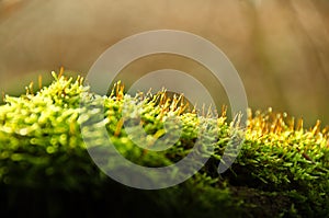 Moola, blooming on an old tree trunk in backlight photo