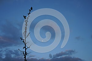 The moon on the background of the cloudy sky in the evening. Berlin, Germany