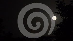Moon background. Tree silhouette. Night sky