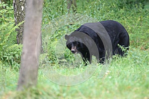 Moon bear