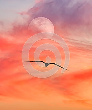 Moon Bird Clouds Vertical