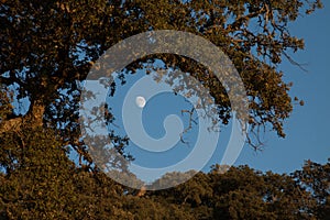 The moon between the branches of an old holm oak tree in a landscape of the pasture of extremadura