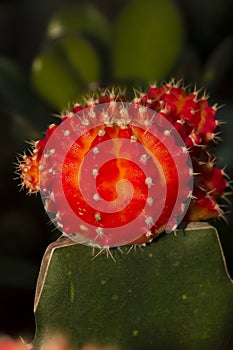 Moon Cactus : Little Red Riding Hood