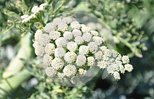 Moon carrot (Seseli gummiferum)