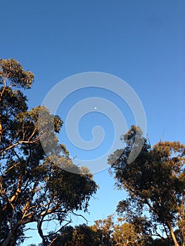 The Moon in a clear blue sky with surrounding trees