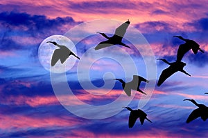 Moon Clouds Skies Birds Silhouette