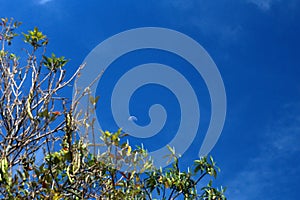 Moon in a daytime sky