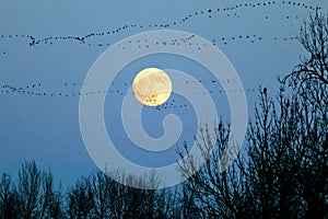 Moon with Flock of Geese