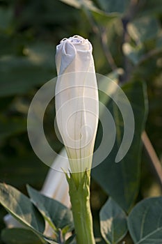 Moon Flower or Ipomoea alba