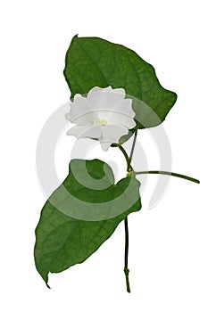 moon flower or ipomoea alba isolated on white