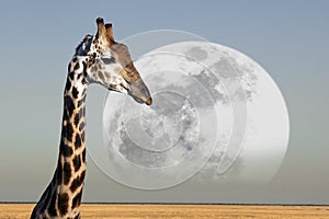 Moon - Giraffe - Etosha National Park - Namibia