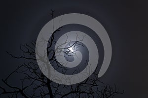 Moon halo and tree silhouette