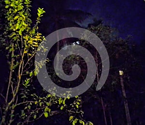 Moon Horror night jungle