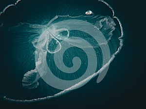 Moon jellies (Aurelia aurita) in the Atlantic before Hurricane Idalia, off the shore of Jupiter, Florida