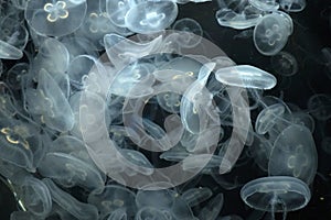 Moon jelly fish (Aurelia aurita) on white background