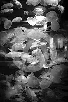 Moon Jelly Fish Bloom