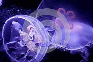 Moon Jellyfish