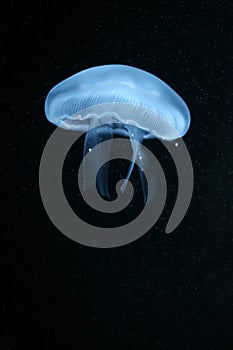 Moon jellyfish