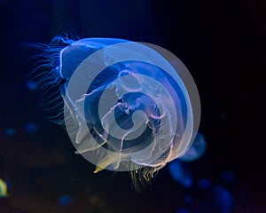 Moon jellyfish in an aquarium