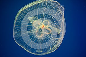 Moon jellyfish Aurelia aurita