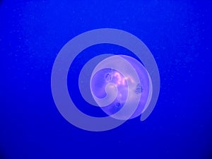 A Moon Jellyfish Aurelia aurita