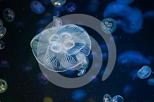 Moon jellyfish (Aurelia aurita).