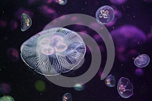 Moon jellyfish (Aurelia aurita).