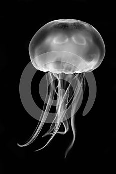 Moon jellyfish & x28;Aurelia aurita& x29; black and white