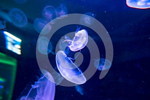 Moon jellyfish Aurelia aurita on blue background