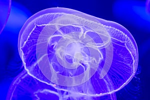 Moon jellyfish Aurelia aurita blue translucent color and blue b