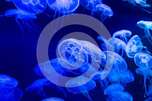 Moon jellyfish Aurelia aurita blue translucent color and blue ba