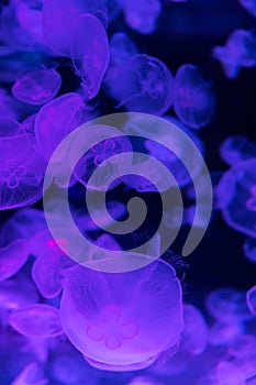 Moon jellyfish Aurelia aurita illuminated with neon light.  Abstract background