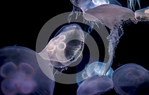 Moon Jellyfish Aurelia Aurita over black background