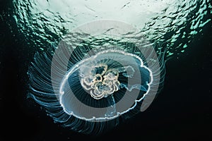 Moon jellyfish, Aurelia aurita in sea.