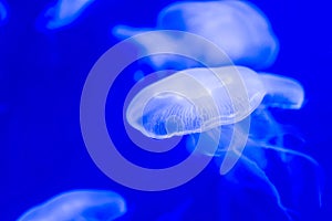 Moon jellyfish Aurelia aurita white translucent color and blue