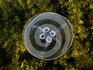 A Moon jellyfish or Aurelia aurita with yellow seaweed in the background. Picture from Oresund, Malmo Sweden