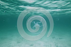 Moon jellyfish in the Bahamas