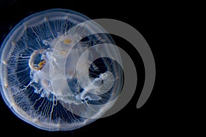 Moon Jellyfish Black Water